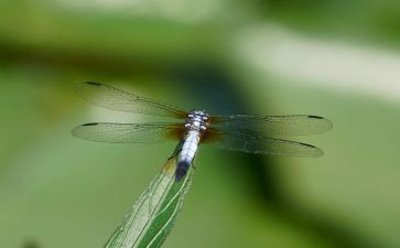 《蜻蜓,蜻蜓》读后感精选6篇