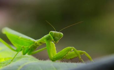 写螳螂的作文优秀7篇