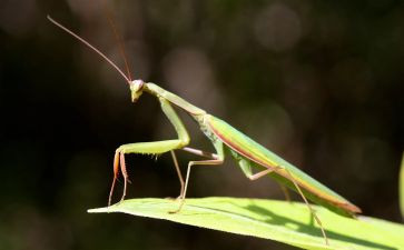 写螳螂的作文7篇