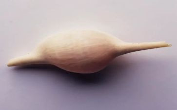 捡贝壳优秀作文7篇