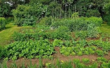 蔬菜市场调查报告5篇