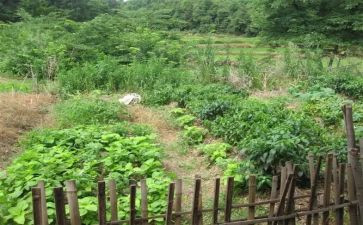 清明菜的作文推荐7篇