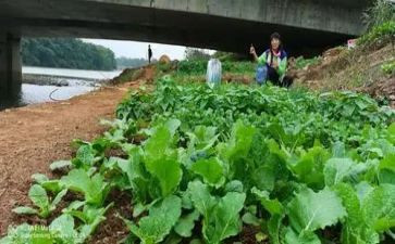 清明菜的作文最新6篇