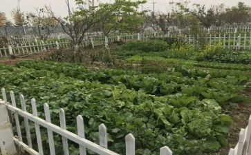 中班小菜园教案8篇