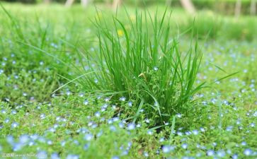 蒙草实践报告范文模板7篇