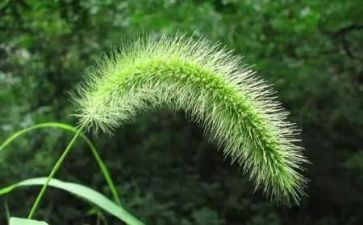 《草》读后感300字精选6篇