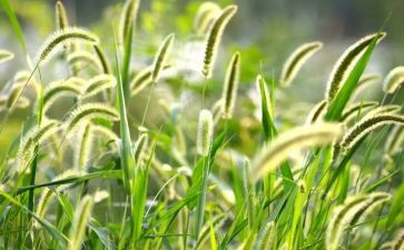 读《草房子》读后感模板8篇