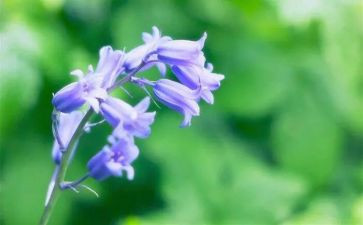 树和草演讲稿6篇