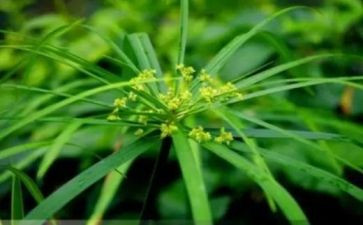 幸福草作文模板7篇