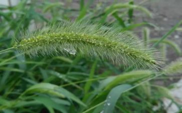 草船借箭读后感作文8篇