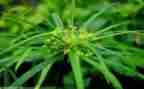 《草船借箭》读后感优秀6篇
