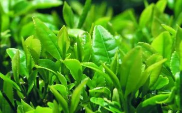茶的由来作文参考7篇