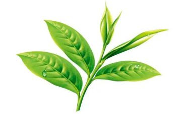 送奶茶活动方案5篇