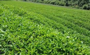 介绍茶的演讲稿最新7篇