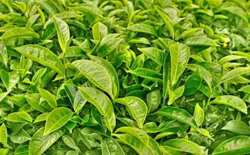 有关茶的教案参考7篇
