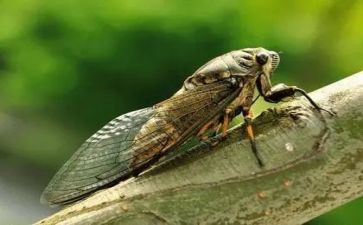 创意绘画蝉教案5篇