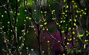 市春节文体活动总结5篇