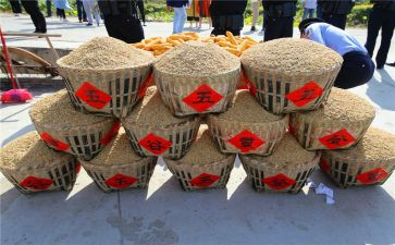 2024丰收节作文最新7篇