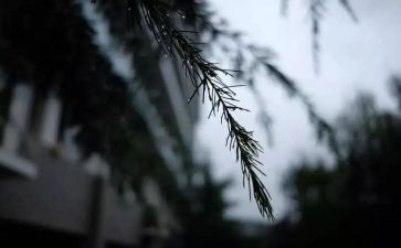 风雨满分作文8篇
