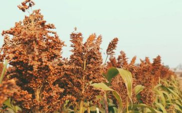 莫言《红高粱》读后感6篇