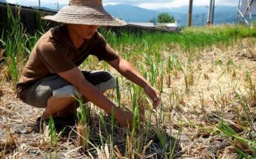 耕耘与收获作文推荐5篇