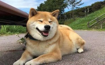 狗来了读后感1000字优秀5篇