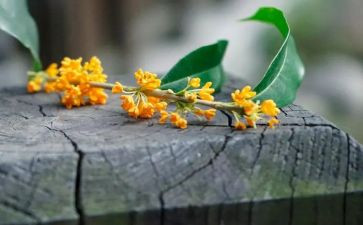 桂花的作文7篇
