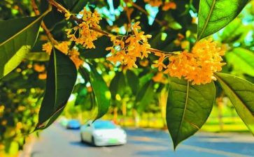 关于桂花的作文模板7篇