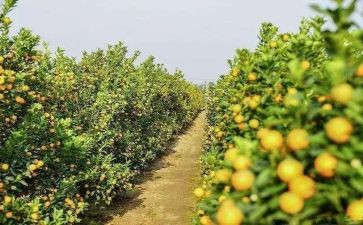 土地果园转让合同范本5篇