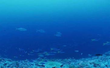 海底2万里读后感600字8篇