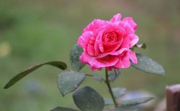 教师节插花活动方案7篇