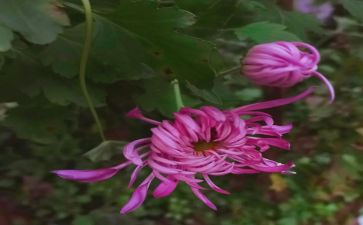 野菊花作文推荐7篇