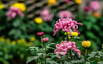 野菊花作文400字7篇
