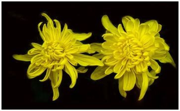 菊次郎夏天的观后感7篇