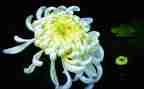 野菊花作文7篇