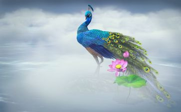 孔雀东南飞读后感600字5篇