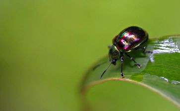 昆虫记心得体会300模板5篇