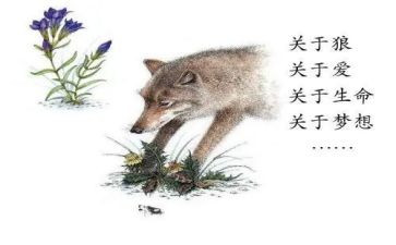 狼王梦读后感800字6篇