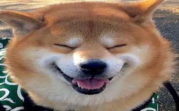 舞蹈真快乐教案7篇