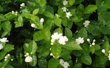 茉莉花音乐教案7篇