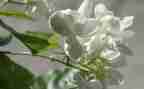 茉莉花有关的作文7篇