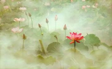 关于莲的作文500字8篇