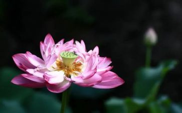 关于莲的作文500字优质6篇