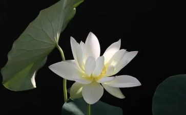 关于莲的作文500字参考8篇