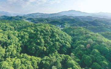 林业述职报告7篇