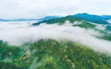 林业局的工作计划6篇