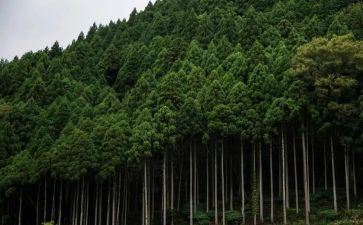 林业站基层个人总结7篇