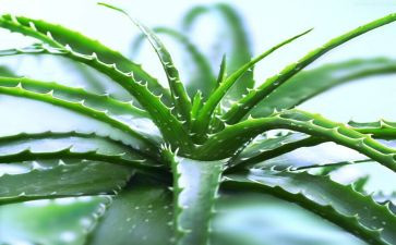 芦荟关于芦荟的作文6篇
