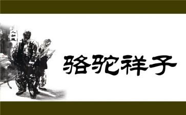 骆驼祥,读后感精选7篇