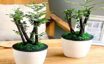 四年级《绿》的读后感优秀7篇